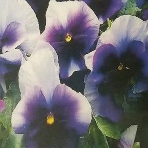 Meet your Posher, Leslie